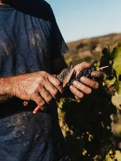 La vendemmia: mani e grappoli