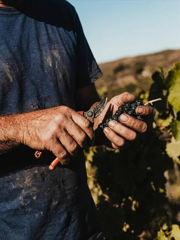 La vendemmia: mani e grappoli